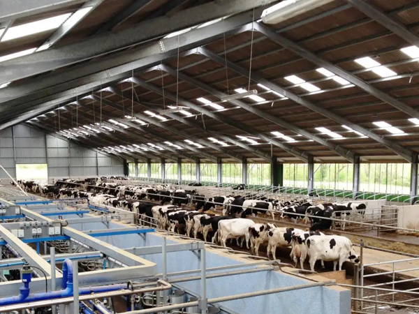 H beam steel structural cow farm building