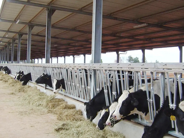 Modern dairy farming cow house steel shed