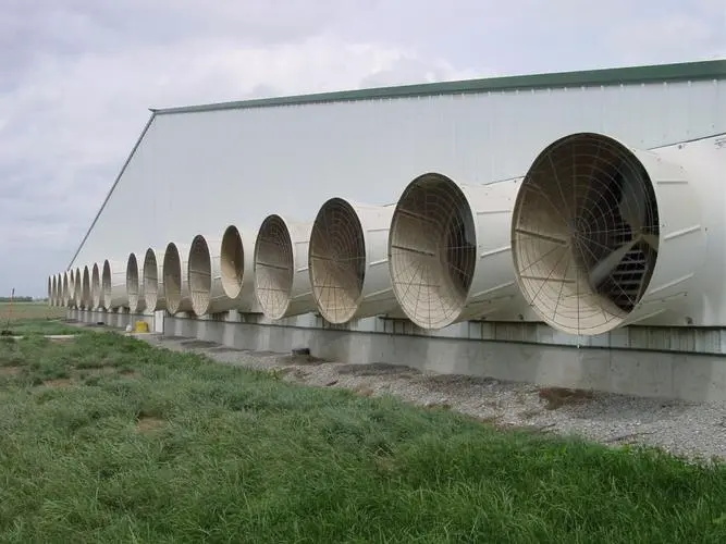 Automatic chicken house steel structure poultry farm