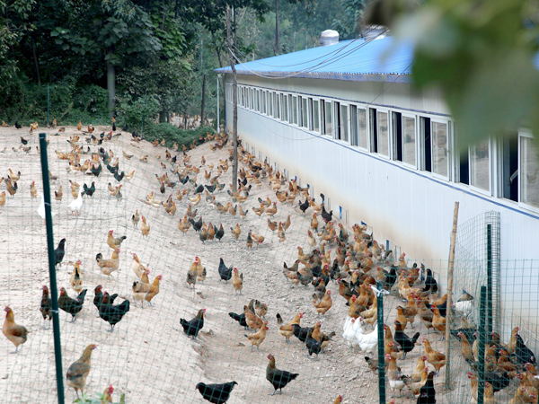 Low Cost Fast Steel Structure Poultry House Construction Commercial Prefabricated Chicken Coop